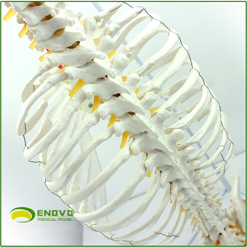 ENOVO颐诺医学人体脊柱胸廓结构模型脊椎骨盆整骨胸骨肋骨胸腔骼