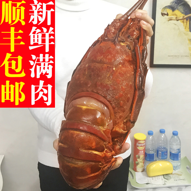 特大4到5斤左右一只 澳洲大龙虾澳龙冰鲜活冻虾满肉进口龙虾包邮