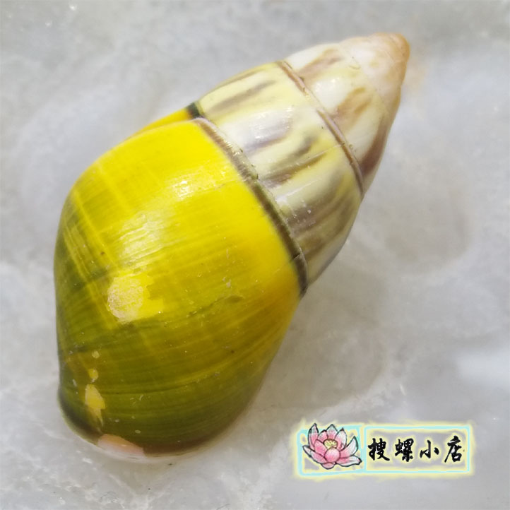彩色蜗牛壳/3.2厘米海南树蜗牛
