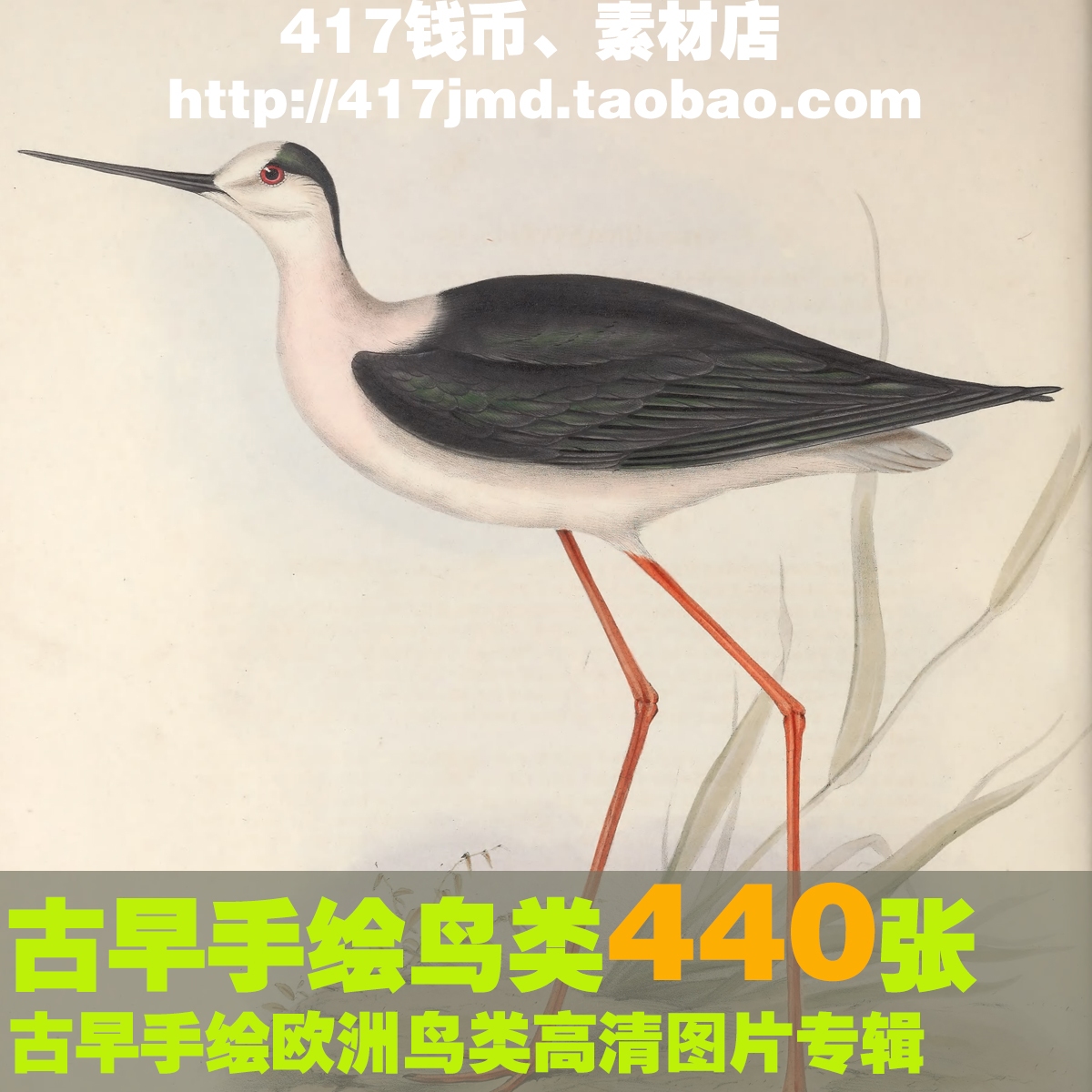 [古早图 图谱]440张手绘 欧洲鸟类 无框画画芯图片喷绘临摹素材