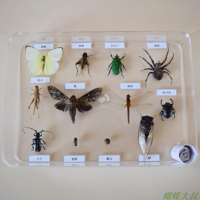 真昆虫标本 益虫害虫标本套装 常见昆虫 学校幼儿园认知教学 包邮