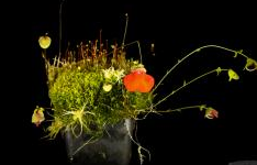 食虫植物-坎贝尔狸藻(附生) Utricularia campbellian 高级 稀有