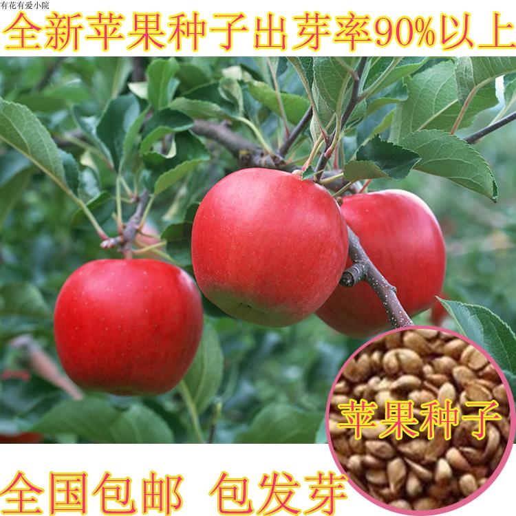 出售当年新苹果种子四季播苹果树的种子室内盆栽 梨树种子包邮