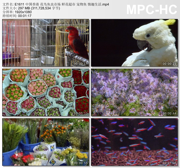 中国香港花鸟鱼虫市场 鲜花超市 宠物鱼 情趣生活 实拍视频素材