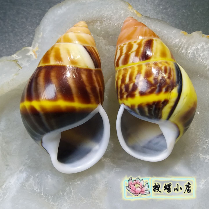 彩色蜗牛壳/3.9厘米印尼双旋蜗牛/左旋右旋