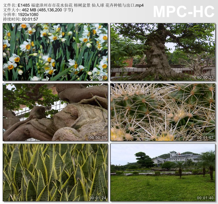 福建漳州市市花水仙花榕树盆景花卉种植与出口 高清实拍视频素材