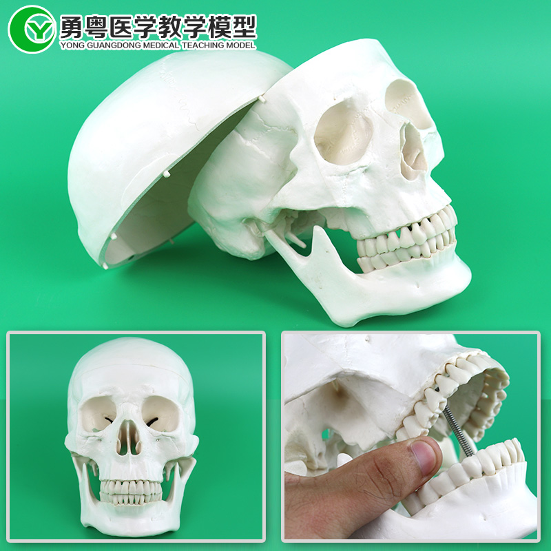 人体头骨模型 头颅构造 牙齿模型 骷髅影视到局 绘画素描人体模型