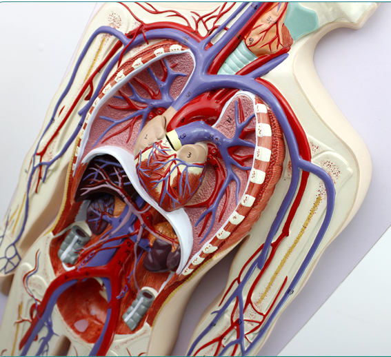 ENOVO颐诺人体血液循环系统模型体肺循环心血管介入心脏解剖模型