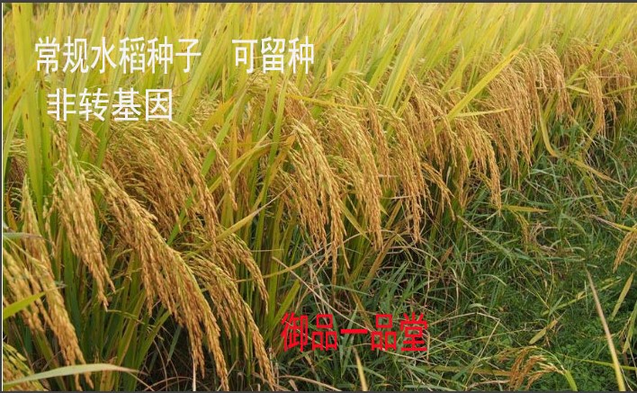 常规百香玉香占长粒香 水稻种子可留种 超野油粘 宜香优丝苗 谷种