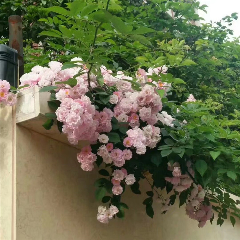 中国古老月季 粉团蔷薇 一树多色群开粉色大型藤本爬墙爬藤一季花