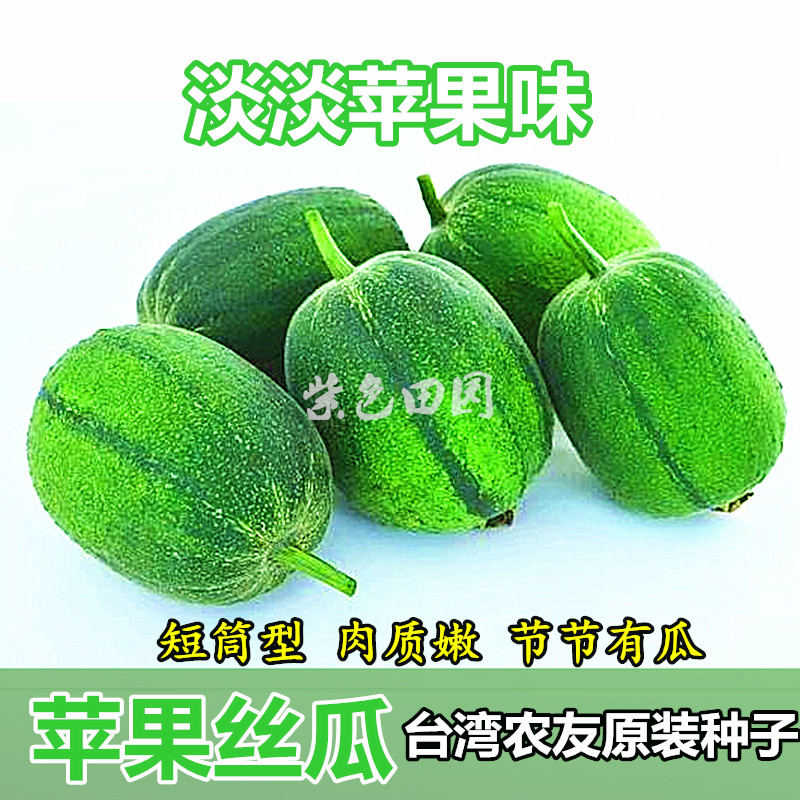 苹果丝瓜种子 台湾农友肉丝瓜春秋栽培高产圆筒 水果丝瓜种苗