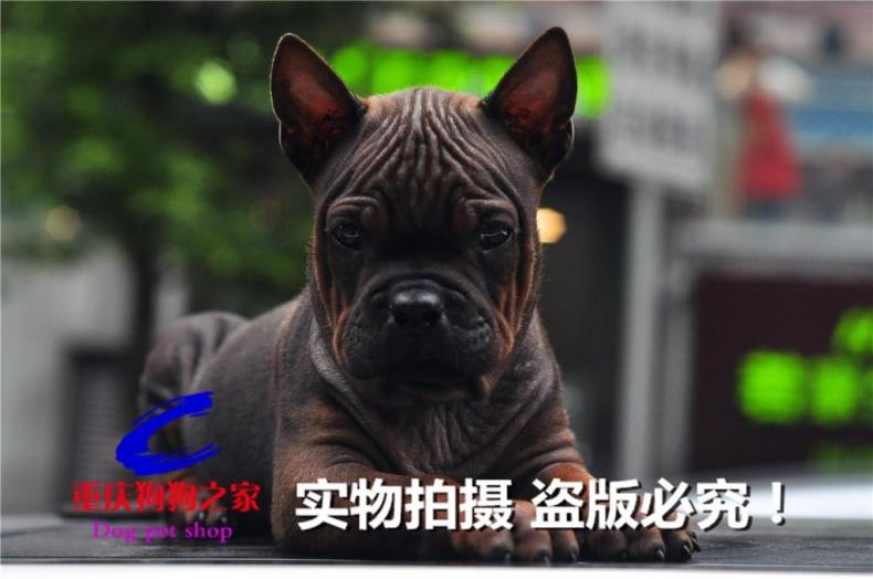重庆狗狗之家宠物店猎犬繁殖基地出售纯种川东杜高下司犬比特犬