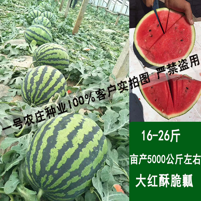 正宗甜王西瓜种子种籽8424四季高产早熟特大巨型懒汉超大京欣冬季
