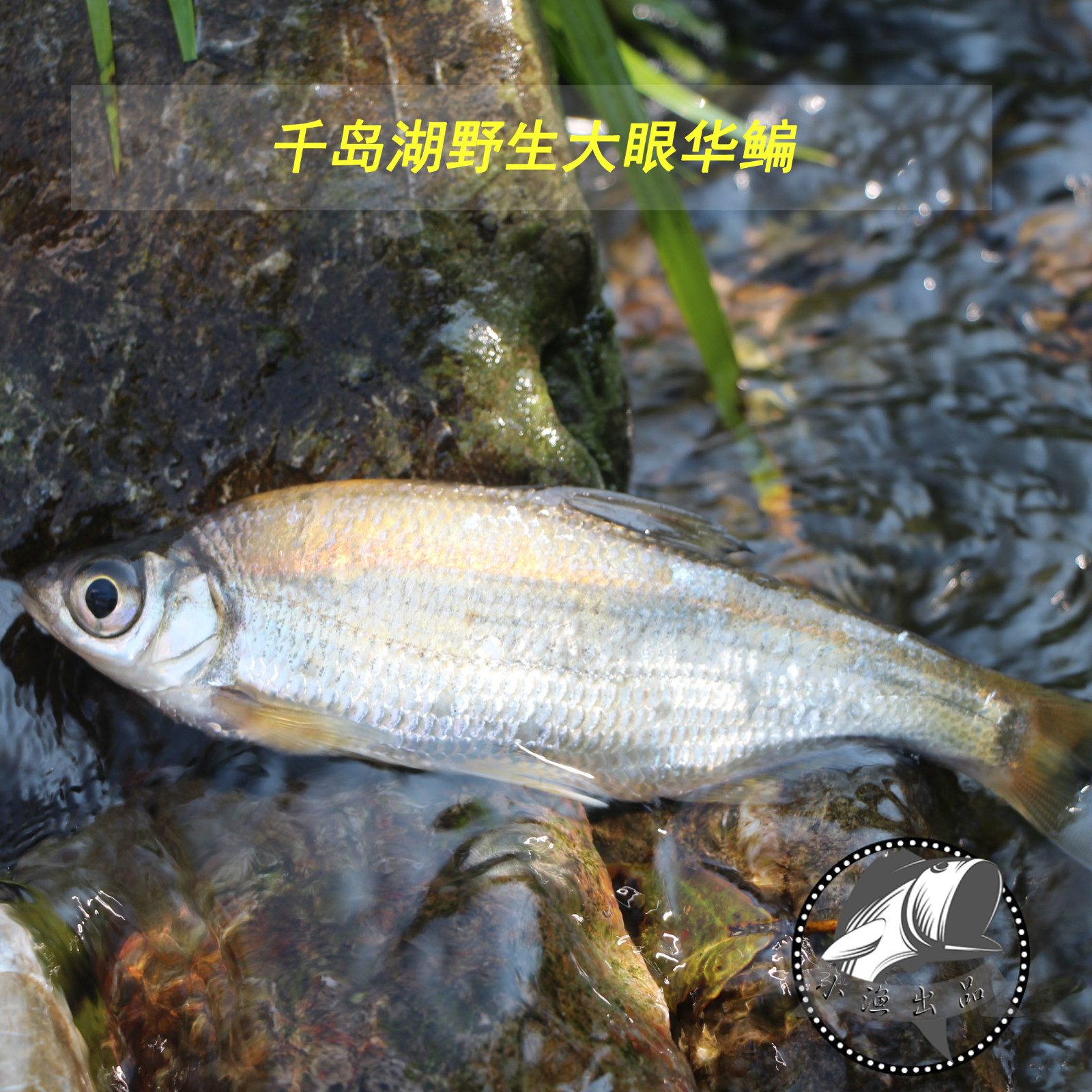 千岛湖野生鱼淡水野杂鱼鳊鱼  鲜活水产黄花皮野生弯弯片大眼华鳊