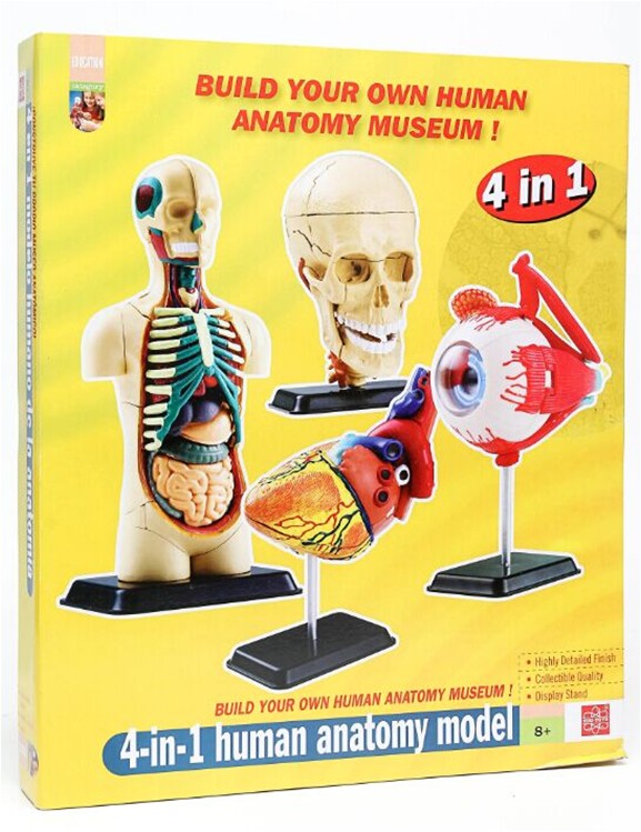 香港EDU 4合1人体解剖模型眼球头骨心脏牙齿骨骼内脏儿童拼插玩具