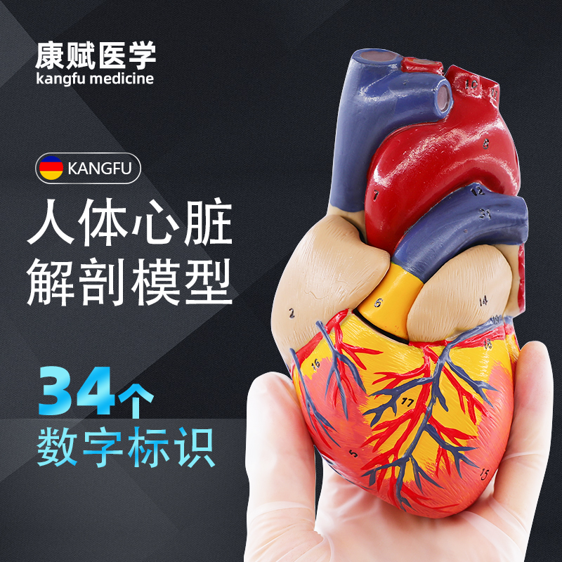 1:1人体心脏解剖模型 B超彩超可拆卸自然大心脏医学教学模型