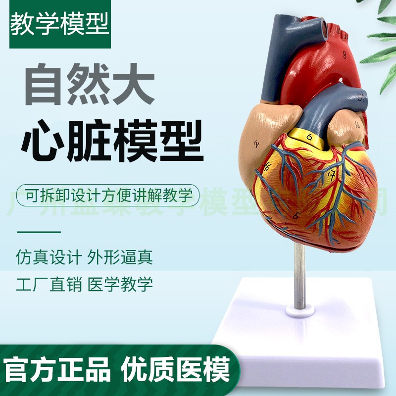 正品1:1人体心脏解剖模型B超彩超心脏模型拆卸医学自然大心脏教学